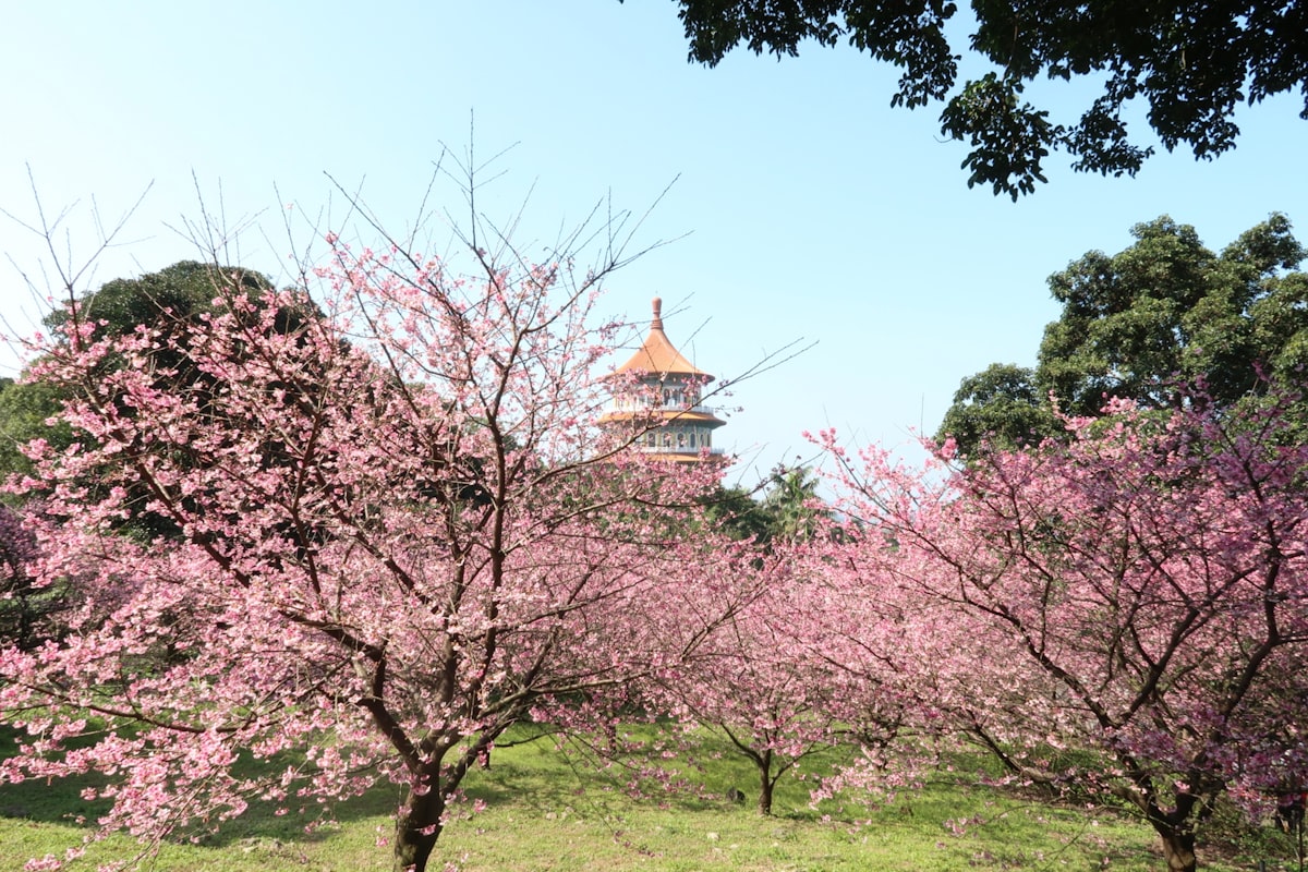 Cherry blossoms framing a temple in
            Taiwan